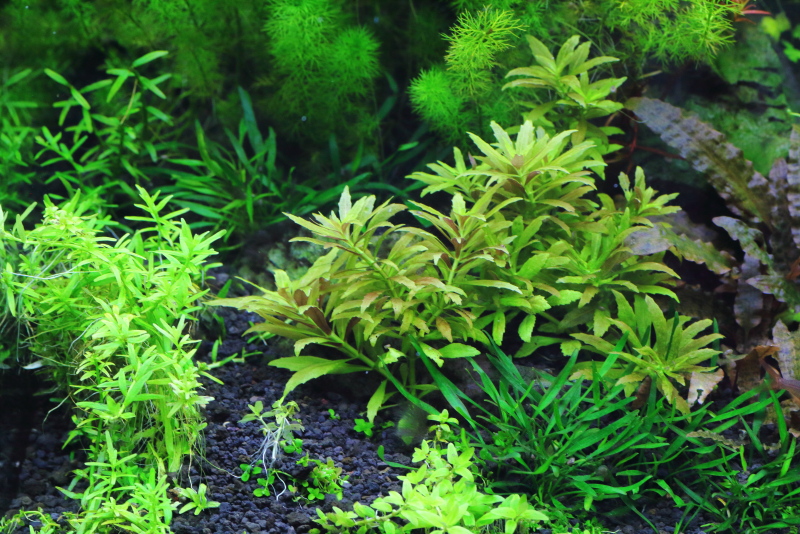 水草の状態　60cm水槽レイアウト
